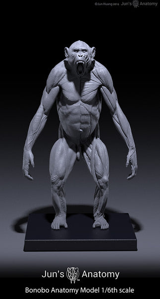 Bonobo Anatomy Model 1/6th scale