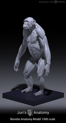 Bonobo Anatomy Model 1/6th scale