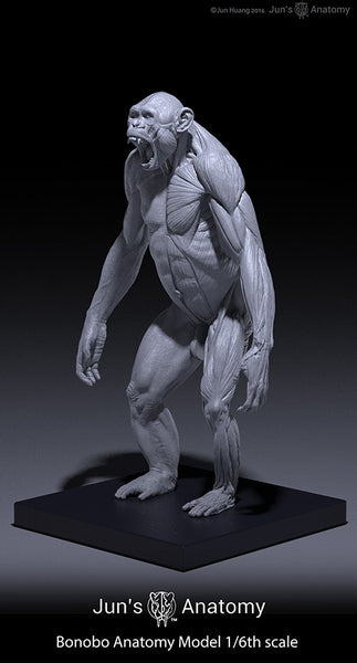 Bonobo Anatomy Model open-mouth "Roar" head