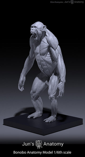 Bonobo Anatomy Model 1/6th scale