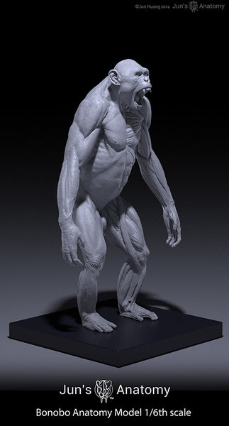 Bonobo Anatomy Model 1/6th scale