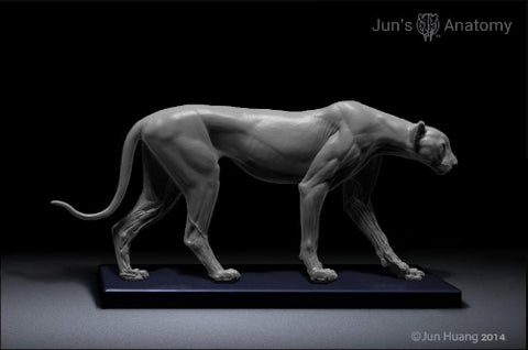 Cheetah Anatomy model 1/6th scale - flesh & superficial muscle