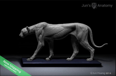 Cheetah Anatomy model 1/6th scale - flesh & superficial muscle