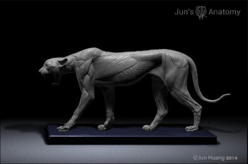 Cheetah Anatomy model 1/6th scale - flesh & superficial muscle
