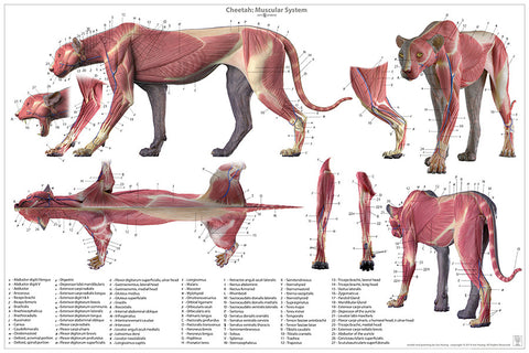 Cheetah Anatomy Chart