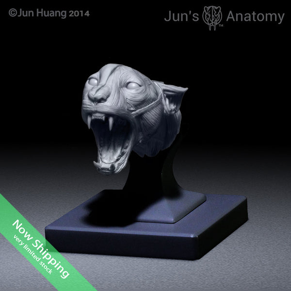 Cheetah Anatomy Model open-mouth "Roar" head