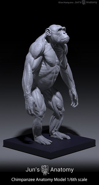 Chimpanzee Anatomy Model 1/6th scale