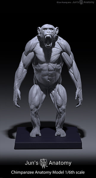 Chimpanzee Anatomy Model 1/6th scale
