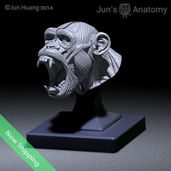 Chimpanzee Anatomy Model open-mouth "Roar" head (also works great as a pend holder!)