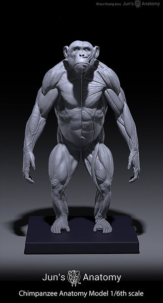 Chimpanzee Anatomy Model 1/6th scale