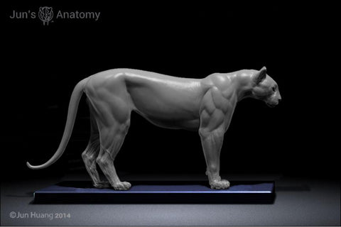 Cougar Anatomy model 1/6th scale - flesh & superficial muscle