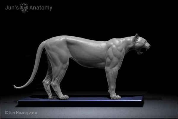 Cougar Anatomy model 1/6th scale - flesh & superficial muscle