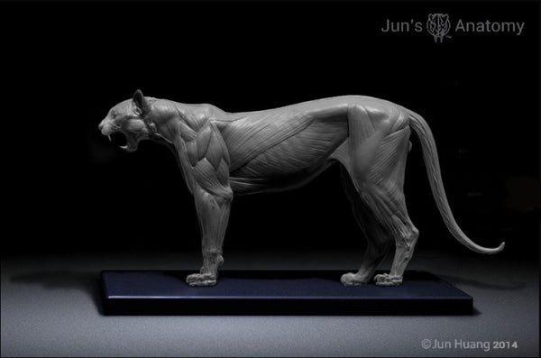 Cougar Anatomy model 1/6th scale - flesh & superficial muscle