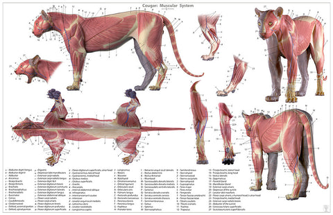 Cougar Anatomy Chart