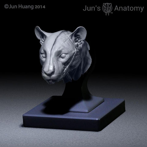 Cougar Anatomy model 1/6th scale - flesh & superficial muscle