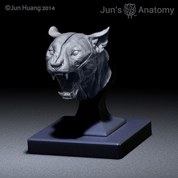 Cougar Anatomy Model open-mouth "Roar" head