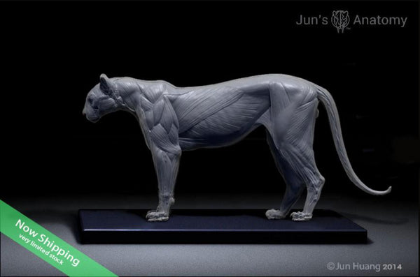 Cougar Anatomy model 1/6th scale - flesh & superficial muscle