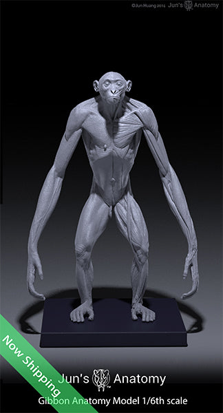 Gibbon Anatomy Model 1/6th scale