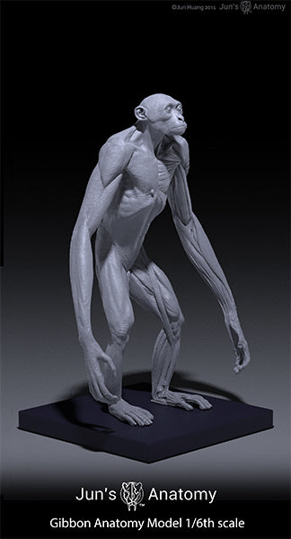 Gibbon Anatomy Model 1/6th scale