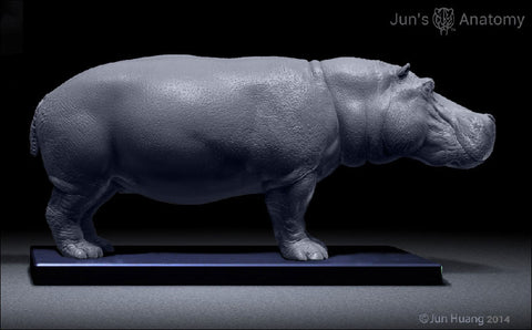 Hippopotamus Anatomy model 1/16th scale - flesh & superficial muscle