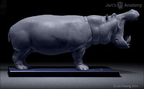 Hippopotamus Anatomy close-mouth head 1/16th - flesh & superficial muscle