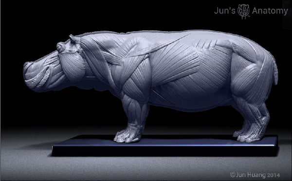 Hippopotamus Anatomy model 1/16th scale - flesh & superficial muscle