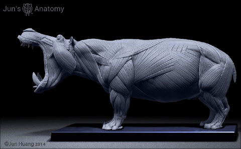 Hippopotamus Anatomy close-mouth head 1/16th - flesh & superficial muscle