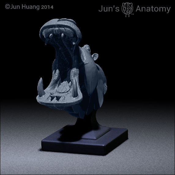 Hippopotamus Anatomy close-mouth head 1/16th - flesh & superficial muscle