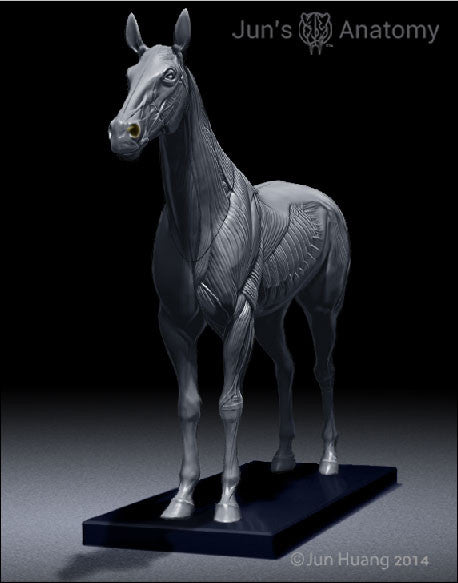 Horse Anatomy Model 1/10th scale - flesh & superficial muscle