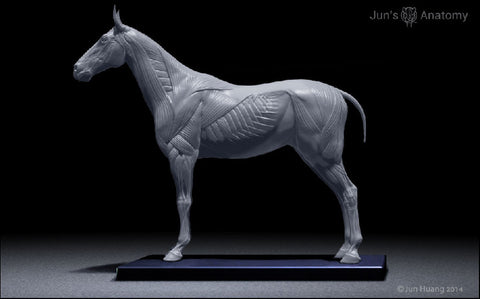 Horse Anatomy Model 1/10th scale - flesh & superficial muscle