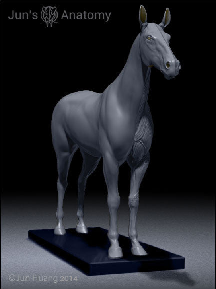 Horse Anatomy Model 1/10th scale - flesh & superficial muscle