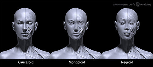 Human Female Anatomy Model 1/6th scale - Extended Set(newly