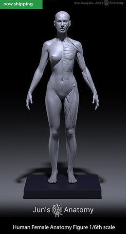 Human Female Anatomy Figure 1/6th scale