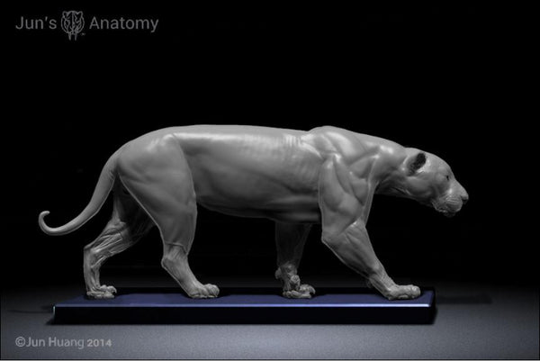 Jaguar Anatomy model 1/6th scale - flesh & superficial muscle