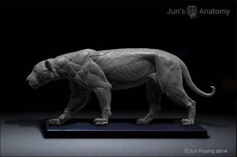 Jaguar Anatomy model 1/6th scale - flesh & superficial muscle