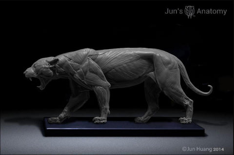 Jaguar Anatomy model 1/6th scale - flesh & superficial muscle