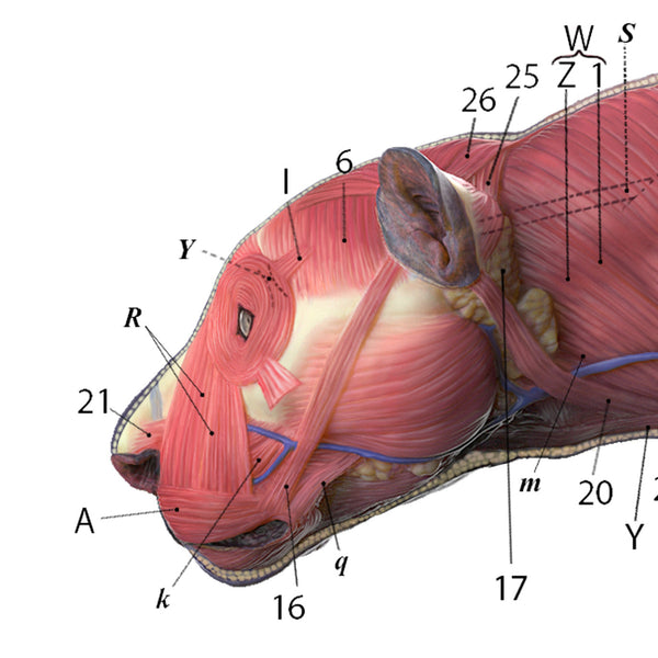 Jaguar Anatomy Chart