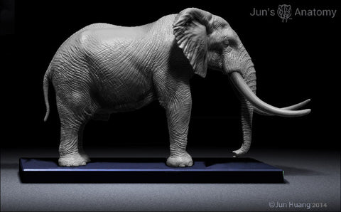 Elephant Anatomy model 1/20th scale v.1