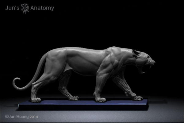 Leopard Anatomy model 1/6th scale - flesh & superficial muscle