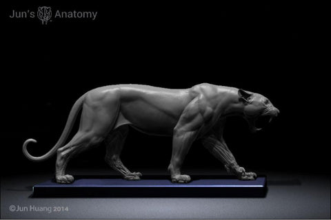 Leopard Anatomy model 1/6th scale - flesh & superficial muscle
