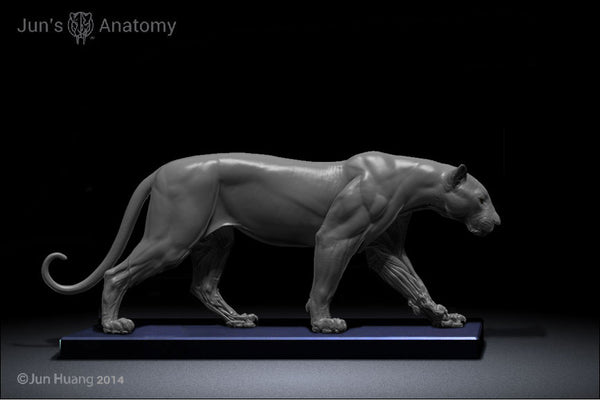 Leopard Anatomy model 1/6th scale - flesh & superficial muscle