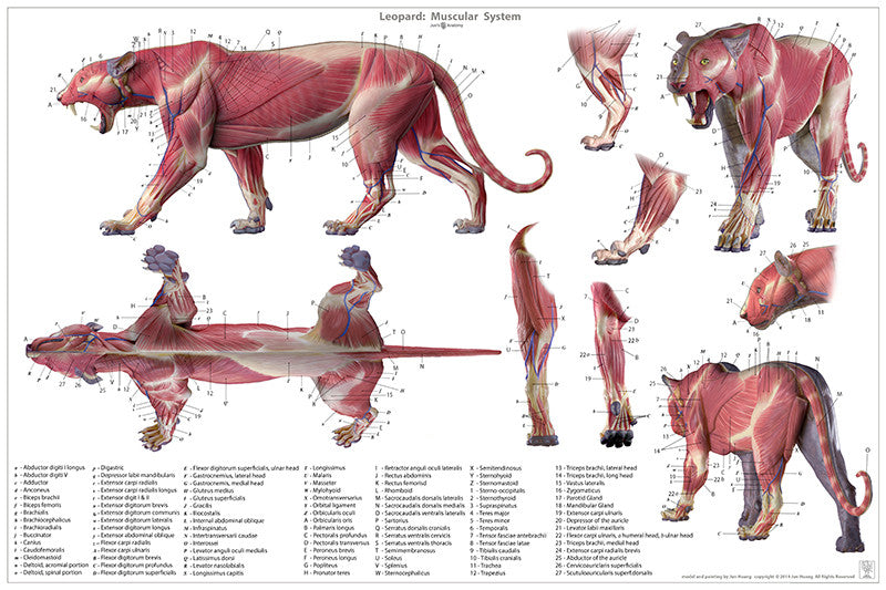 Leopard Anatomy Chart
