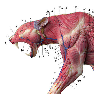 Leopard Anatomy Chart