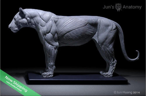 Lion Anatomy model 1/6th scale - flesh & superficial muscle