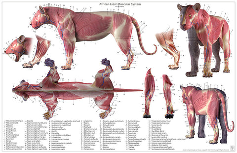 Lion Anatomy Chart