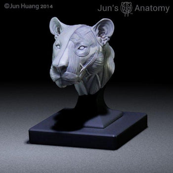 Lion Anatomy model 1/6th scale - flesh & superficial muscle
