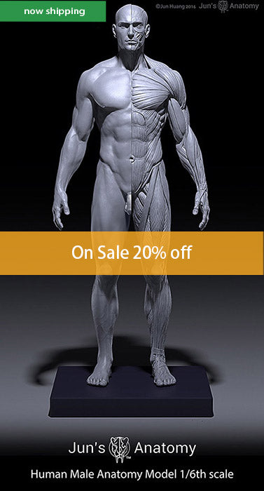 Human Male Anatomy Figure 1/6th scale