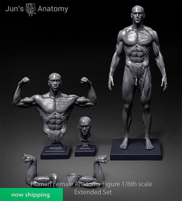 Human Male Anatomy Model 1/6th scale Extended Set