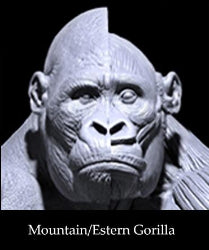 Eastern/Mountain Gorilla Anatomy model 1/6th scale v.1