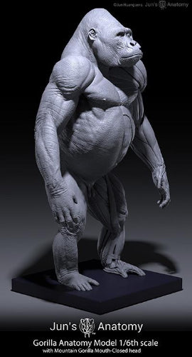 Eastern/Mountain Gorilla Anatomy model 1/6th scale v.1